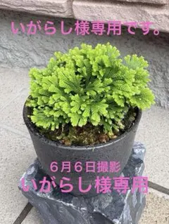 イワヒバ レア品種《 中国ノ華 》 岩松 巻柏 古典園芸植物 盆栽10年物