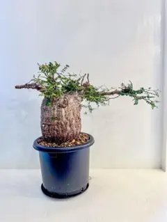 2026年最新】パキプス ベアルートの人気アイテム - メルカリ