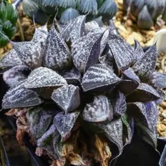 *. 氷鳳鸞 *. ハオルシア * ハオルチア * 多肉植物 * ハオルチア 氷灯 Haworthia 'Ice Lantern'｜多肉植物図鑑