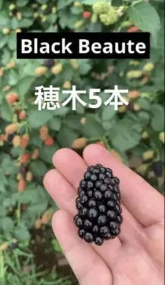 ブラックベリー穂木5本⑤