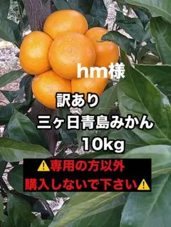 ★hm様★訳あり三ヶ日青島みかん 10kg