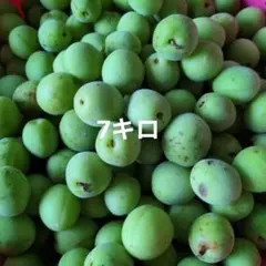 青梅　生梅　梅酒　梅シロップ　小梅　7キロのサムネイル