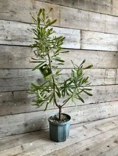 希少❗️バンクシア　ウォールム　苗　アムエラ　オージープランツ 植栽 ガーデニングのサムネイル