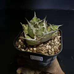 2026年最新】アガベチタノタシーザーの人気アイテム - メルカリ