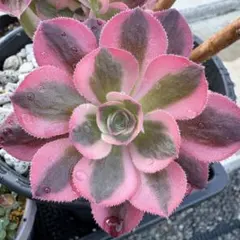 多肉植物 ☘アエオニウム シャネル☘韓国苗育成 抜き苗 c117 - メルカリ