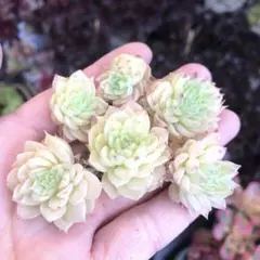 6個セット　ウエディングドレス　新品種　エケベリア　多肉植物