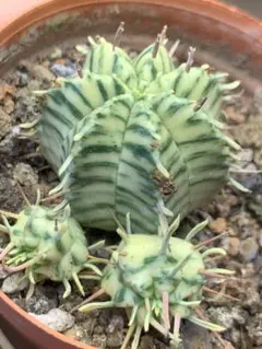 US輸入株 ユーフォルビア オベサ錦 カキコ 根あり 抜き苗送料込み