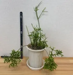 2025年最新】リプサリス 抜き苗の人気アイテム - メルカリ