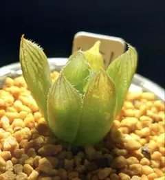 3651 Cooperi錦 (major x maninii) 多肉植物のサムネイル