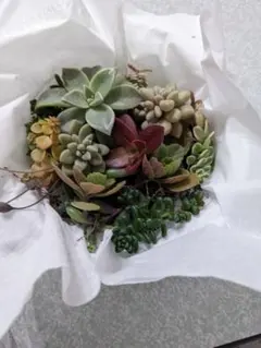 くまこさま　ローズセダム　　4 Amazon｜多肉植物 sbセダム ローズセダム 7.5cmポット 多肉植物