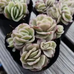 2025年最新】アイスラブリーローズ錦の人気アイテム - メルカリ