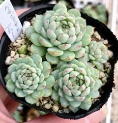 2025年最新】ブルーミニマ 多肉の人気アイテム - メルカリ