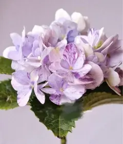 2026年最新】紫陽花 苗の人気アイテム - メルカリ