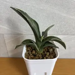 多肉植物 硫黄団扇 ナナ - メルカリ
