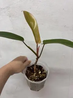 ち*☆様 MS470 3株セット Musa Nono Pink ムサ ノノ ピン ち*☆様 MS470 3株セット Musa Nono Pink ムサ ノノ ピン - メルカリ