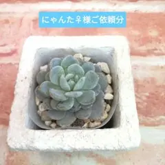 にゃんた♀様ご依頼分 スウィートハート 多肉 エケベリア サボテン相談室さん