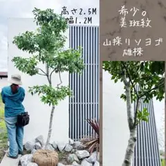 shishi16様 超絶品。山採りアオダモ本株立ち2.6M(鉢底から)◎美斑紋