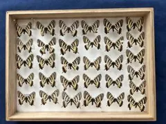 2026年最新】蝶標本 ドイツ箱の人気アイテム - メルカリ