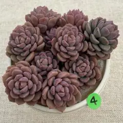 ☆☆ピンクディオラ カット苗 10本 ④☆☆