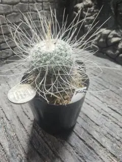 カ〜ジマン様 リクエスト 3点 まとめ商品