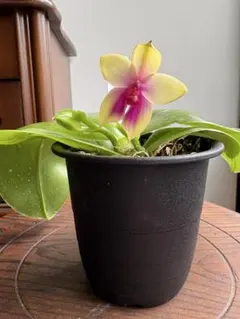 開花中】板付け 原種胡蝶蘭 violacea Phal 洋蘭 - メルカリ
