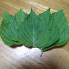 新鮮野菜 大きな大葉 約100枚 - メルカリ