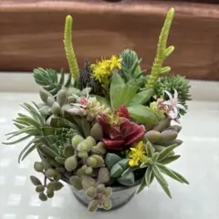 돌나물을 심는 다육 식물 그룹