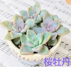 多肉植物 桜牡丹 カット苗 4本のサムネイル