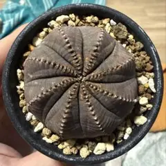 オベサ オールドオベサ 木質化 幅7cm ♂ 8稜 シンメトリカ ホリダ