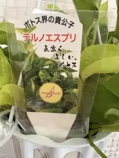 k_tropical様 リクエスト 2点 まとめ商品