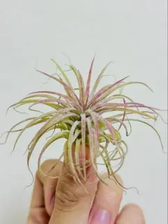 Tillandsia ionantha 'Mexico No.7072' - メルカリ