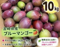宮崎県産 摘果マンゴー グリーンマンゴー 10kg 宮崎県産 摘果マンゴー グリーンマンゴー 10.5kg 【公式通販】