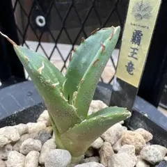 アガベ チタノタ 覇王竜　極上株　933のサムネイル