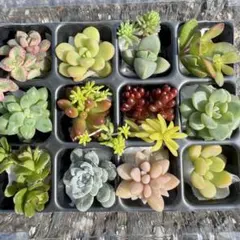 kuropul様 リクエスト 2点 まとめ商品