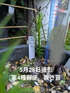 希少 パラナマツ ブラジルマツ　 実生苗✦　Bのサムネイル