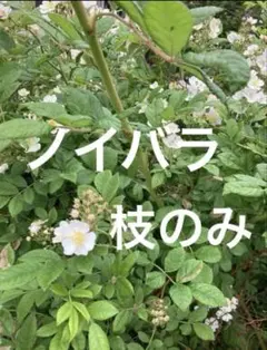 【匿名発送】　ノイバラ　枝のみ　トゲなし　5本のサムネイル