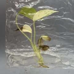B21デビルモンスターモンステラ Monstera Devil Monsterのサムネイル