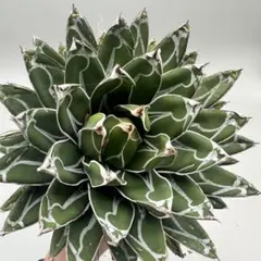 2026年最新】アガベ 笹の雪の人気アイテム - メルカリ