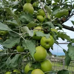 紅玉　摘果リンゴ10ｋｇのサムネイル