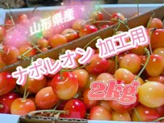 B2-3《訳あり加工用 》山形県産 さくらんぼ 2kg 紅秀峰 サイズ混合 色 