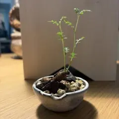 オペルクリカリア•ヒファエノイデス　根差し　N/OH 鉢植えのサムネイル