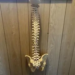 2026年最新】カイロプラクティック模型の人気アイテム - メルカリ