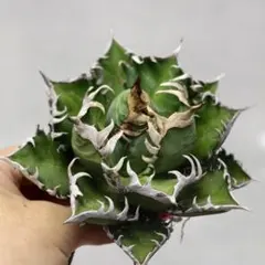 2025年最新】ゴリ猫の人気アイテム - メルカリ