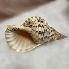 2026年最新】ホラガイの人気アイテム - メルカリ