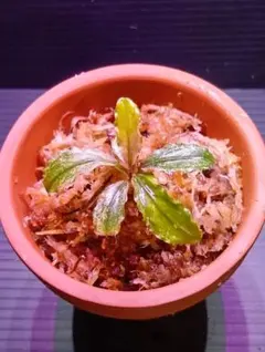 セファロタス Big Boy(ビッグボーイ)① 食虫植物 【匿名配送】 - メルカリ