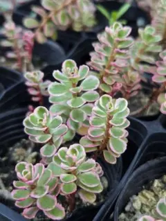 多肉植物 セダム 斑入り トリカラー カット苗 10本 - メルカリ