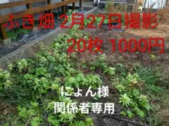 にょん様専用⑤ふきの葉20枚 無農薬小ぶり10cm〜20cm おまけ付き（補償）