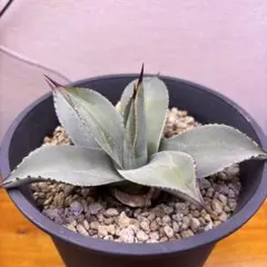 【現品】パリー トルンカータ（トランカータ）　フレキシスピナ　吉祥天　８号S24 現品】パリー トルンカータ（トランカータ） フレキシスピナ 吉祥天 8