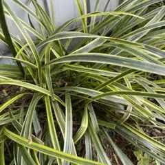 フーコー様 リクエスト 2点 まとめ商品