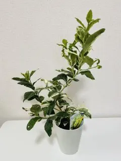 レモン　筋入り　ピンクレモネード　苗　1のサムネイル
